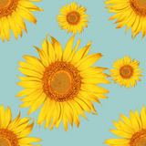 Sunflower Skye